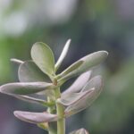 Immagine di un albero di Giada posizionato in un ambiente domestico poco adatto, con avvertenze visive.