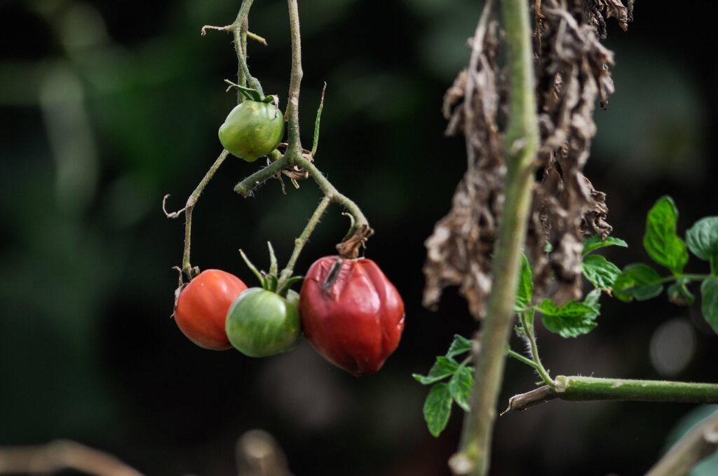 Allerta marciume del colletto: ecco come salvare i pomodori