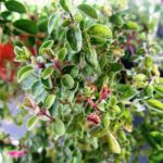 Piante affette da oidio, con foglie bianche e polverose, illustrate in un giardino.