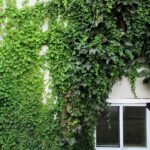 Edera che cresce su un muro, mostrando i danni causati alla superficie.