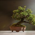 Bonsai da interno in vaso, ideale per ambienti senza luce diretta, verde e ben curato.