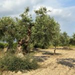 Bonsai di ulivo in estate, con foglie verdi brillanti, sano e ben curato.