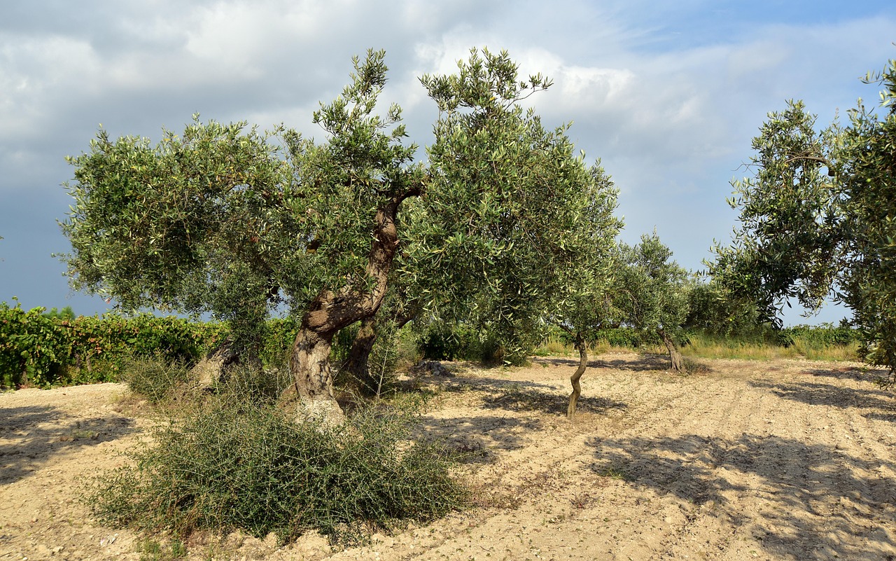 Bonsai di ulivo in estate, con foglie verdi brillanti, sano e ben curato.