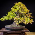 Bonsai giallo con foglie cadenti, evidenziando problemi di salute e rimedi.