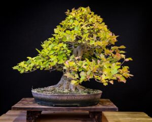 Bonsai giallo e con foglie che cadono: 3 cause comuni e come risolverle