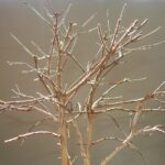 Bonsai con rami da potare, evidenziando l'importanza della corretta potatura iniziale.