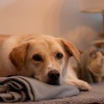 Cane tranquillo sdraiato sul pavimento mentre è solo in casa, simbolo di serenità e adattamento.