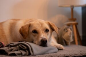 Cane tranquillo sdraiato sul pavimento mentre è solo in casa, simbolo di serenità e adattamento.