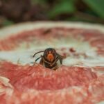 Calabrone allontanato dal giardino con un rimedio naturale e veloce.
