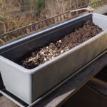 Vaso con piantine di aglio cresciute, sullo sfondo un tavolo da giardinaggio.