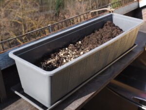 Come coltivare l'aglio in vaso: ecco il metodo più semplice