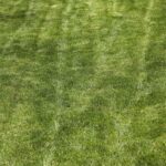 Prato verde e rigoglioso in marzo, pronto per la concimazione senza bruciature.