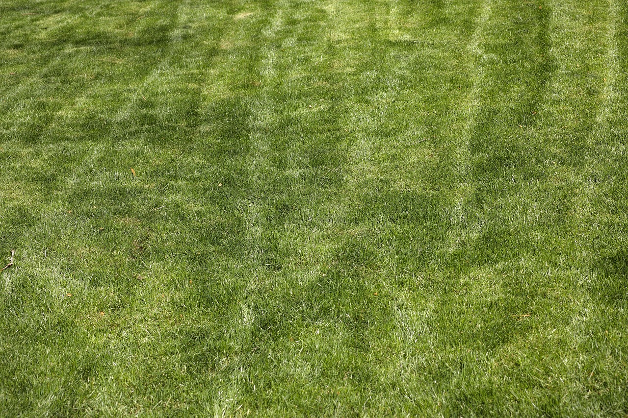 Prato verde e rigoglioso in marzo, pronto per la concimazione senza bruciature.