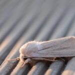 Rimedio naturale per eliminare le tarme dei vestiti con ingredienti efficaci e facili da trovare.