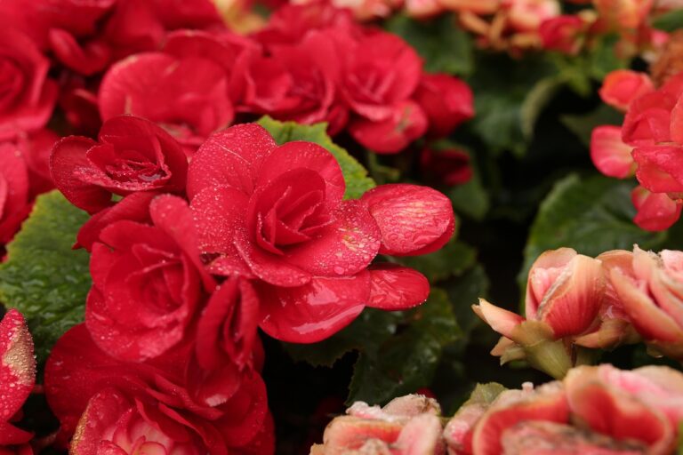 Come far fiorire la begonia: il trucco segreto del vivaista
