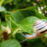Lumache nel giardino, metodi naturali per eliminarle senza pesticidi chimici.