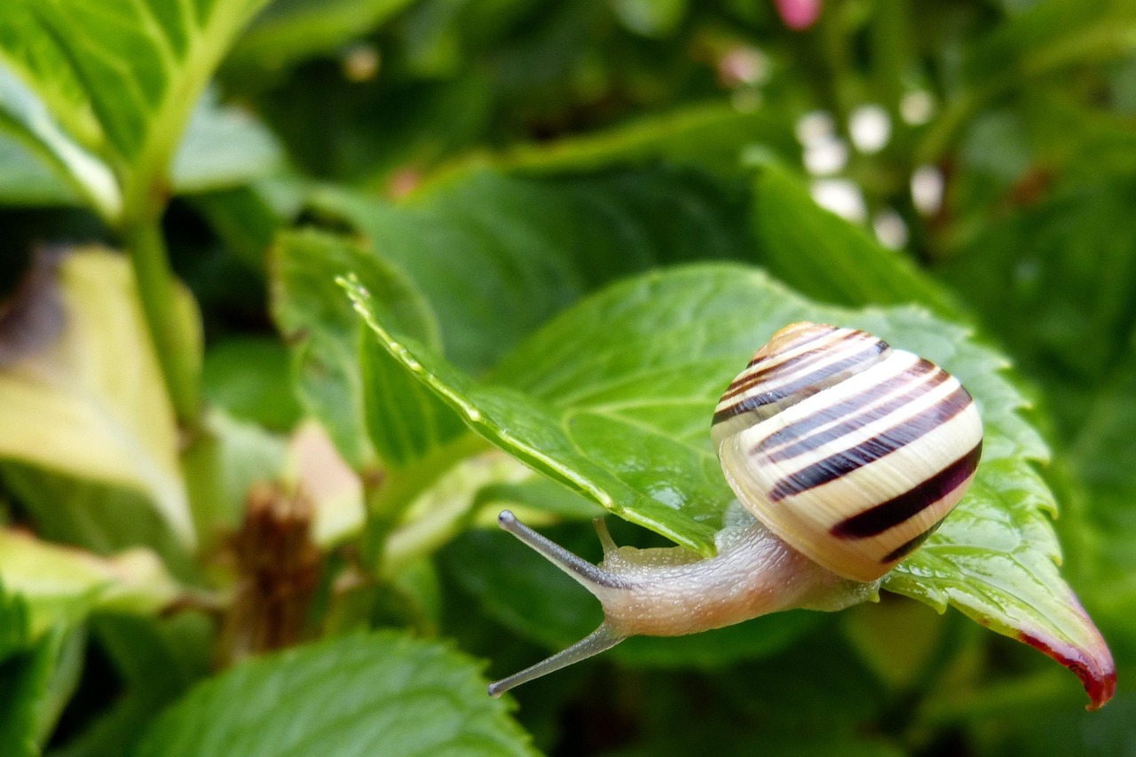 Lumache nel giardino, metodi naturali per eliminarle senza pesticidi chimici.