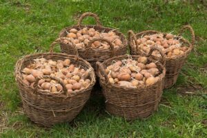 Semina di patate in un campo, con mani che posano i tuberi nel terreno.