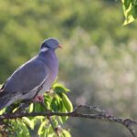 Piccione scacciato da un giardino grazie a colori vivaci e dissuasori visivi.