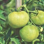 Cenere di legno sparsa su terreno fertile per la coltivazione di pomodori.