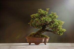 Fertilizzante per bonsai: quale scegliere in base alla stagione e alla specie