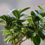 Bonsai di ficus potato, con foglie verdi e rami in attesa di ripresa vegetativa.