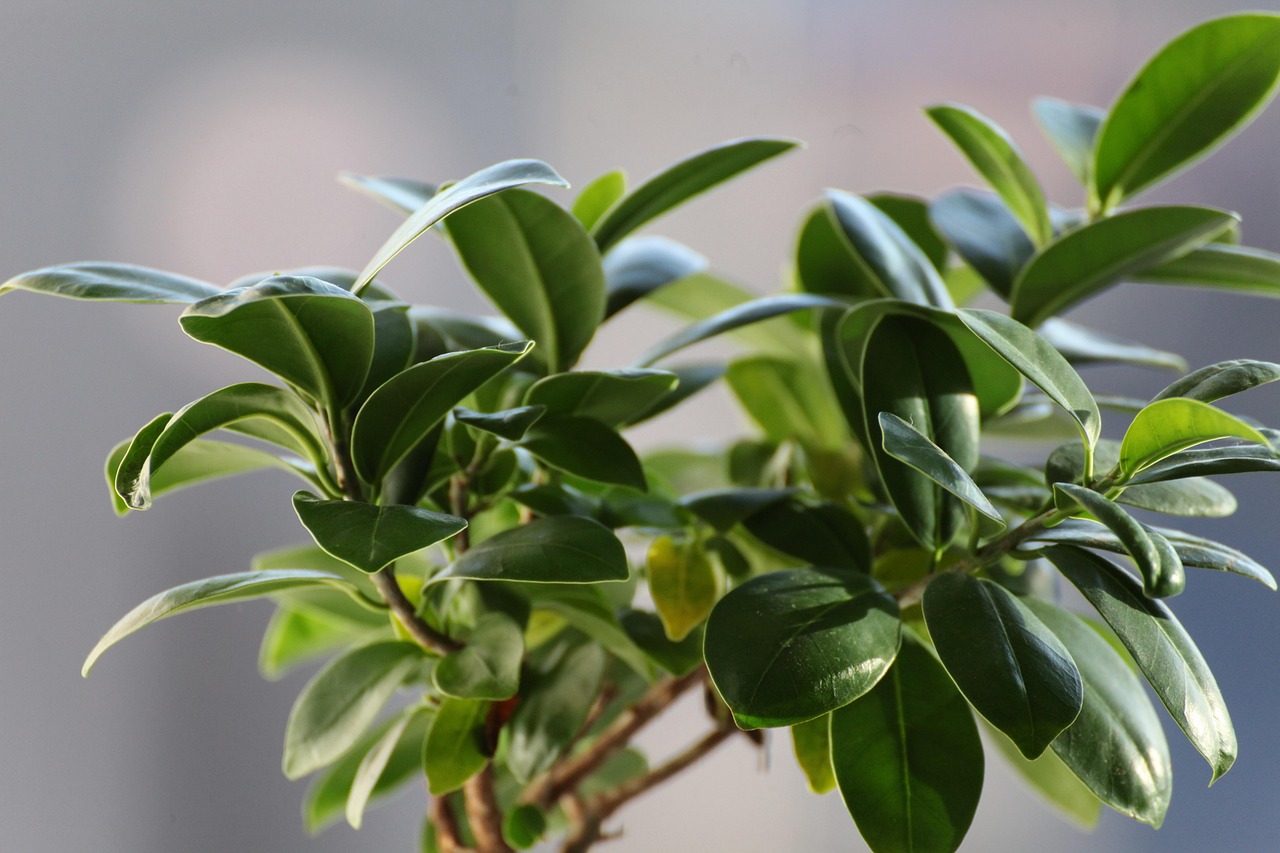 Bonsai di ficus potato, con foglie verdi e rami in attesa di ripresa vegetativa.
