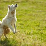 Cane che si gratta, illustrando problemi di pelle o allergie comuni.
