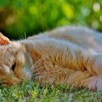 Gatto che vomita, rappresenta un problema di salute comune nei felini.