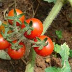 Pomodori freschi in un orto, pronti per essere piantati al momento giusto.