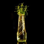 Talea di rosmarino in vaso, pronta per la radicazione con metodo efficace e veloce.