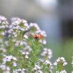 Pianta aromatica verde in vaso, ideale per allontanare insetti e facile da coltivare.