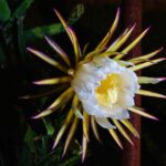 Pianta fiorita tutto l'anno, con fiori colorati e foglie verdi, simbolo di bellezza e segreti di coltivazione.