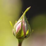 Rose infestate da afidi con un trattamento all'aglio per la protezione delle piante.
