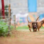 Cane che scodinzola, espressione neutra, rappresenta l'ambiguità del linguaggio del corpo animale.