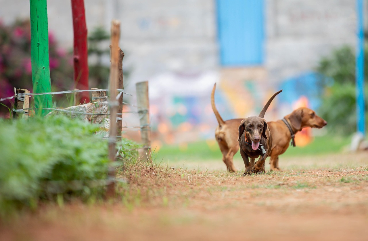 Cane che scodinzola, espressione neutra, rappresenta l'ambiguità del linguaggio del corpo animale.