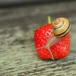 Lumache che si annidano su pomodori freschi, evidenziando il problema da risolvere.