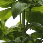 Basilico sano e rigoglioso in un vaso, pronto per la potatura estiva.