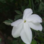 Gelsomino in fiore con rami potati correttamente per una fioritura rigogliosa.