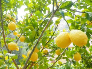 Mai potare il limone così: ecco come farlo produrre il doppio dei frutti