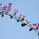 Bouganville potata in modo scorretto, mostrando rami secchi e pochi fiori.