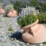 Lavanda potata in modo corretto, con fiori rigogliosi e foglie verdi, esemplificando il trucco per una crescita sana.