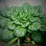 Balcone con piante di verdure fresche, pronte per la raccolta fino a ottobre.