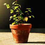 Piante considerate portatrici di sfortuna secondo la tradizione popolare.