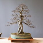 Bonsai potati in primavera, evidenziando le tecniche di potatura per una crescita sana e rigogliosa.