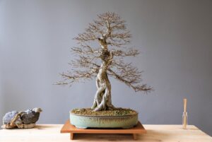Potare i bonsai in primavera: le 5 tecniche che cambiano tutto