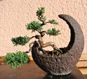 Potare un bonsai di ginepro vecchio di 10 anni: errori da evitare assolutamente