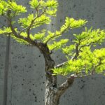 Due alberi potati, uno con forma naturale e l'altro con tagli stilizzati, a confronto.