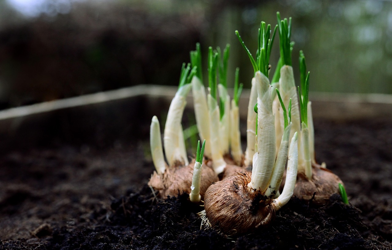 Bulbi colorati piantati in un giardino primaverile, pronti a fiorire fino a giugno.