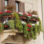 Piante da balcone resistenti al caldo estivo, ideali per spazi soleggiati e con poca acqua.